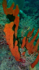 Amphimedon compressa