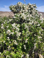 Heliotropium sinuatum