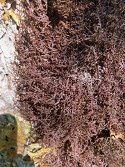 Frullania eboracensis