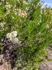 Heliotropium sinuatum