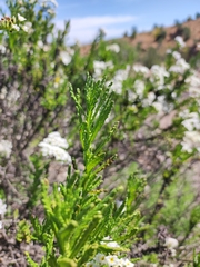 Heliotropium sinuatum