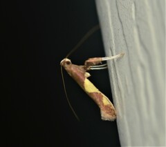 Caloptilia bimaculatella