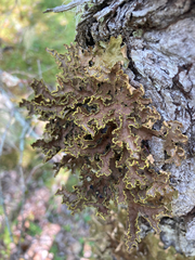 Pseudocyphellaria holarctica