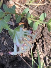 Pimelea humilis