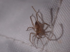 Anyphaena