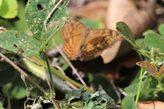 Junonia hedonia