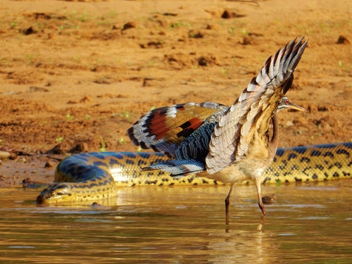 Yellow Anaconda observed near Brazil, (c) Suze LdA, some rights reserved (CC BY-NC)