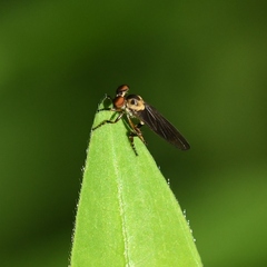 Holcocephala