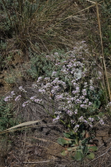 Goniolimon speciosum