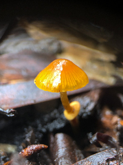 Conocybe filaris
