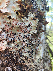 Ricasolia quercizans