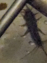 Ctenolepisma lineatum