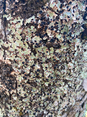 Ricasolia quercizans