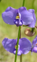 Swainsona procumbens