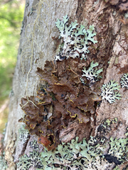 Pseudocyphellaria holarctica