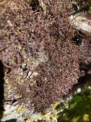 Frullania eboracensis