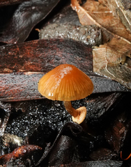 Conocybe filaris