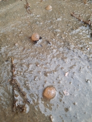 Pectinatella magnifica