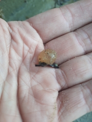 Pectinatella magnifica