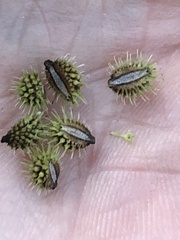 Sanicula marilandica
