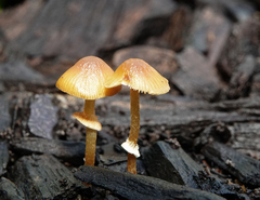 Conocybe filaris