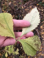 Sanicula marilandica