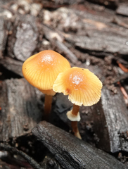 Conocybe filaris