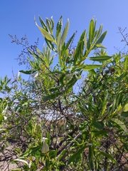 Spinoliva ilicifolia