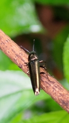 Languriinae