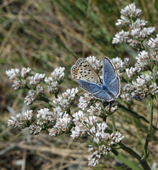 Goniolimon speciosum