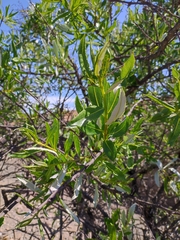 Spinoliva ilicifolia