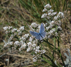 Goniolimon speciosum