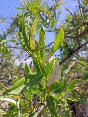 Spinoliva ilicifolia