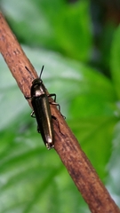 Languriinae