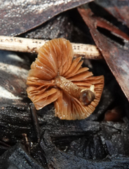 Conocybe filaris