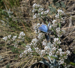 Goniolimon speciosum