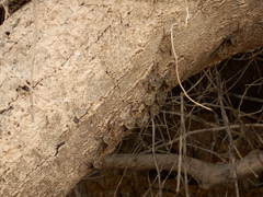 Rhynchonycteris naso