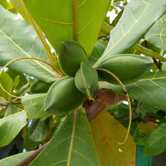 Terminalia catappa