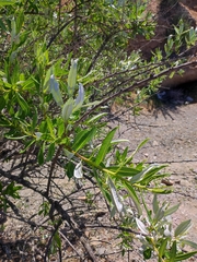 Spinoliva ilicifolia