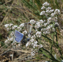 Goniolimon speciosum
