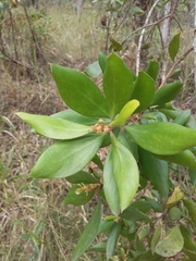 Persoonia