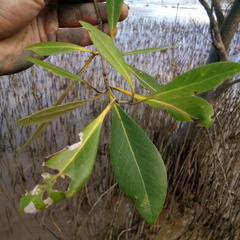 Avicennia marina