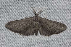 Ectropis hieroglyphica