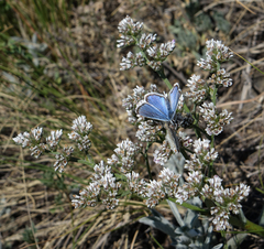 Goniolimon speciosum
