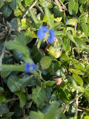 Commelina