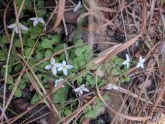 Houstonia procumbens