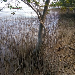 Avicennia marina