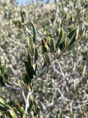 Olea europaea