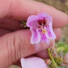 Penstemon palmeri