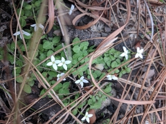 Houstonia procumbens